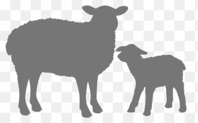 We Are Always Looking For People To Adopt The Lambs Rescue Png