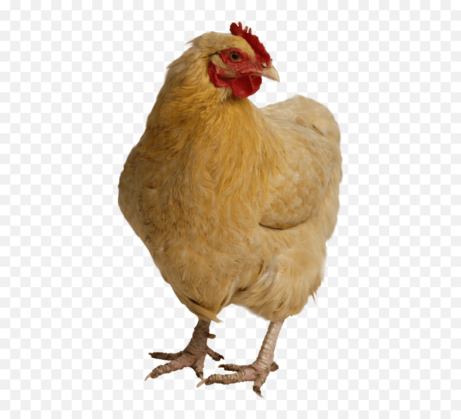 Chicken Transparent Image Web Design Or - High Resolution Photos Of Chicken Png,Images Transparent Backgrounds