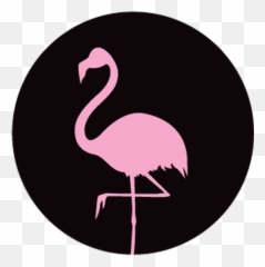 Movies - Greater Flamingo png