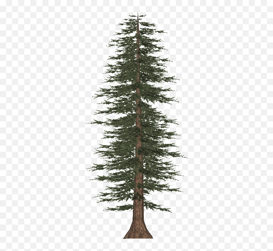 Download Tall Pine Tree Png - White Pine,Tall Tree Png