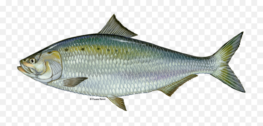 Fish Kill In Porter County Likely Due To Natural Causes - American Shad Fish Png,Dead Fish Png