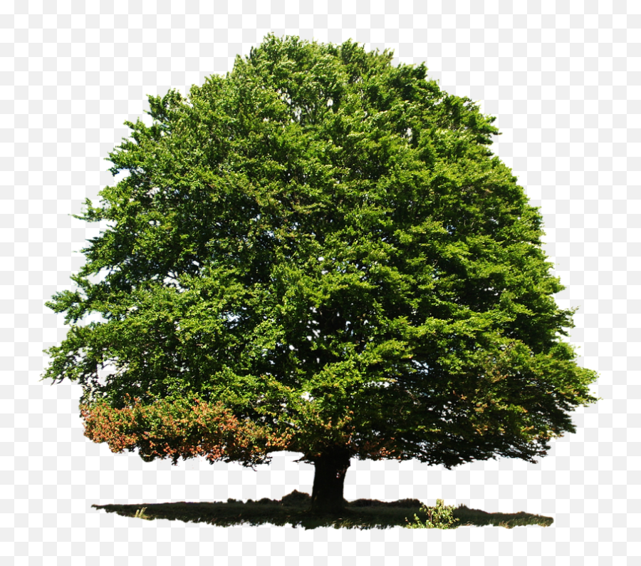 Tree Png Top View Free 1 Image - Save Tissue Paper Save Trees,Tree Plan View Png