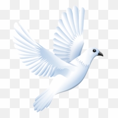 Free White Dove Transparent Background Download Clip - Bird Vector Png