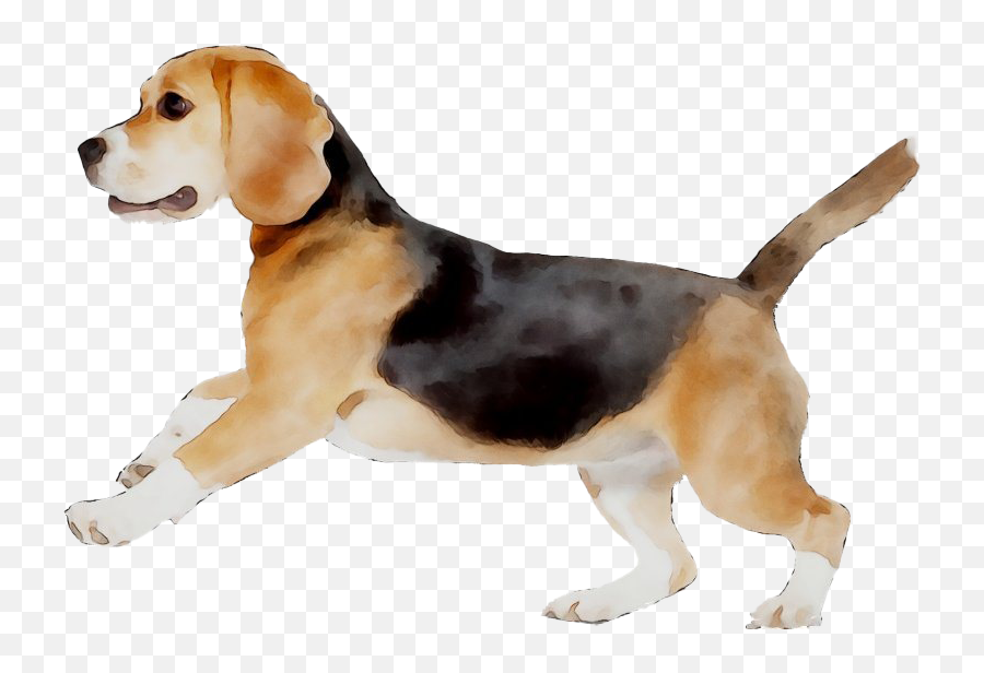 Beagle Png - Beagle Png,Beagle Png