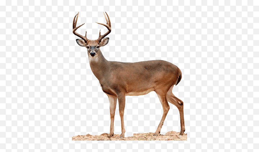 White Tailed Deer Png Picture 565464 - Whitetail Deer Transparent Background,Deer Png