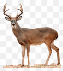 White Tailed Deer Png Picture 565464 - Whitetail Deer Transparent Background
