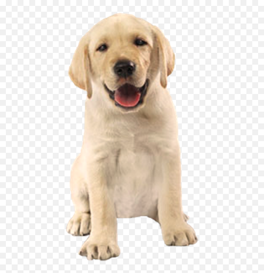 Cachorro Fofo Png 6 Image - Cachorro Png,Cachorro Png