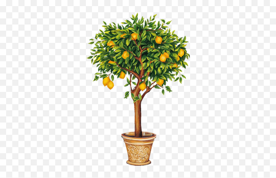 Download Indoor Citrus And Fruit Trees - Lemon Tree Drawing Lemon Tree Png,Fruit Tree Png