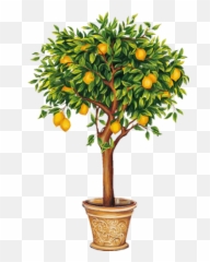 Download Indoor Citrus And Fruit Trees - Lemon Tree Drawing Lemon Tree Png,Fruit Tree Png