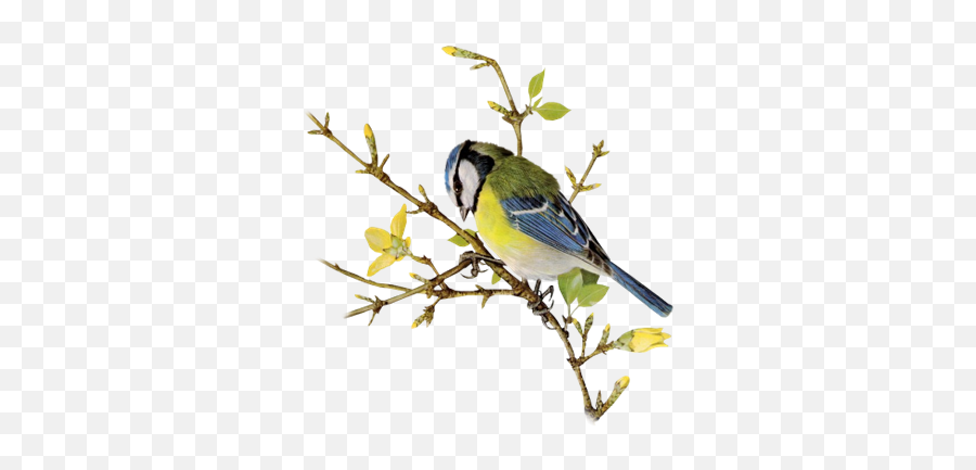 Index Of Userstbalzebirdpng - Finch,Blue Jay Png