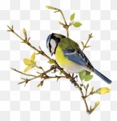 Index Of Userstbalzebirdpng - Finch,Blue Jay Png