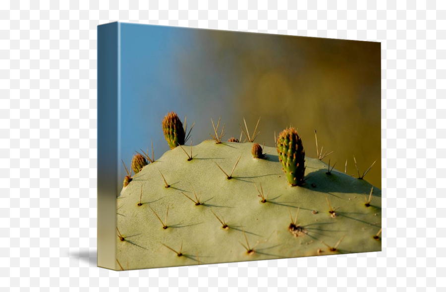 Nopal By George T Paine - Barbary Fig Png,Nopal Png