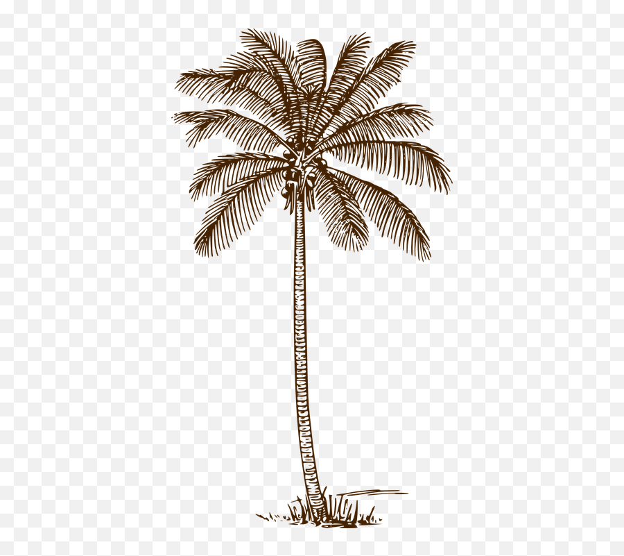 Palm Tree Coconut - Free Vector Graphic On Pixabay Palm Tree Line Drawing Png,Coconuts Png