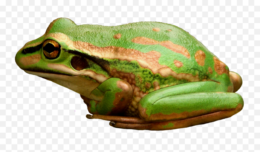 Frog Clip Art - Green And Gold Bell Frog Transparent Png,Crazy Frog Png