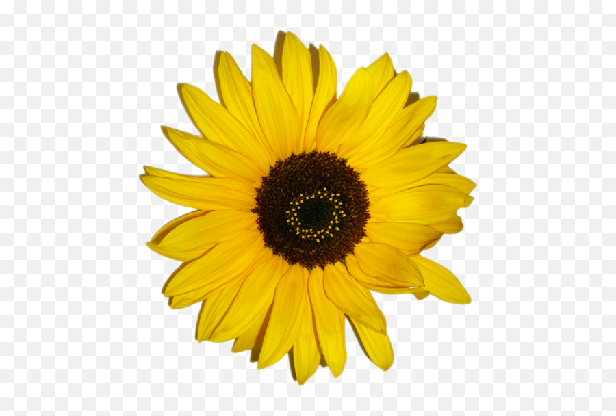Sunflower Emoji - Paper Sunflower Hd Png Download Black Eyed Susan Clipart,Sunflower Emoji Transparent