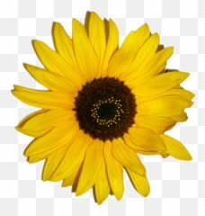 Sunflower Emoji - Paper HD Png Download Black Eyed Susan Clipart