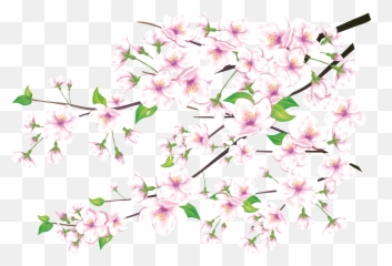 58 Sakura Png Images Are Free To Download