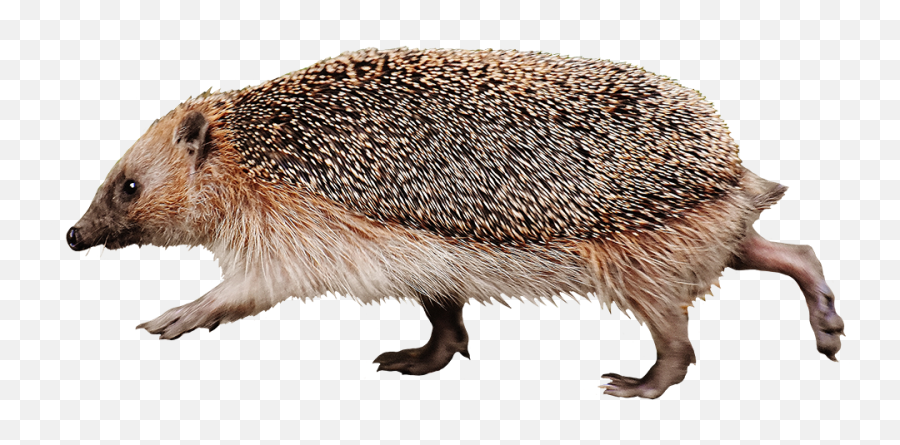 Hedgehog Clipart - Running Hedgehog Png,Hedgehog Png