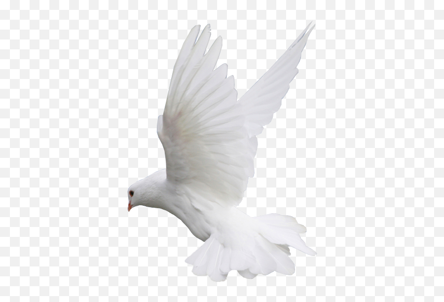 White Dove Flight Png Clipart - 15 August Photo Editing Png,White Doves Png