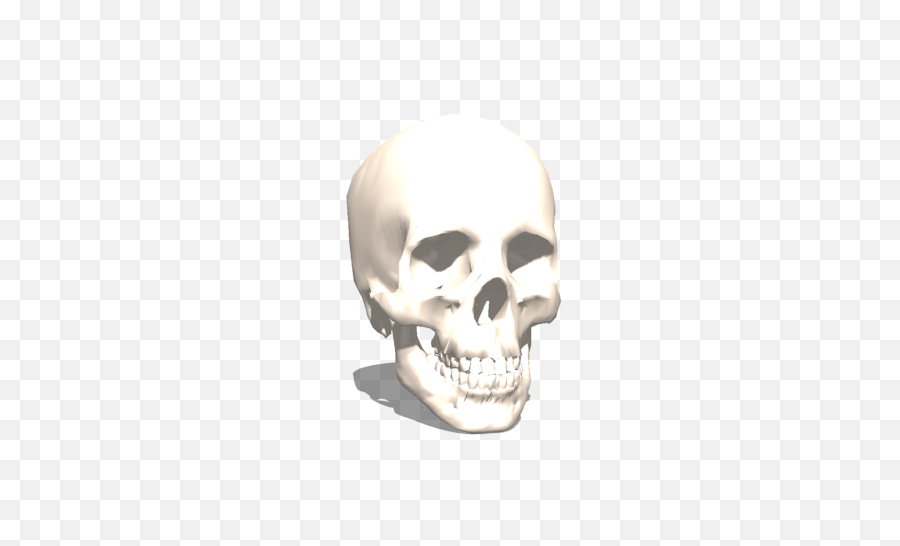 Skull From Archive3d 3d Printer Model - 3d Skull Transparent Png,3d Skull Png