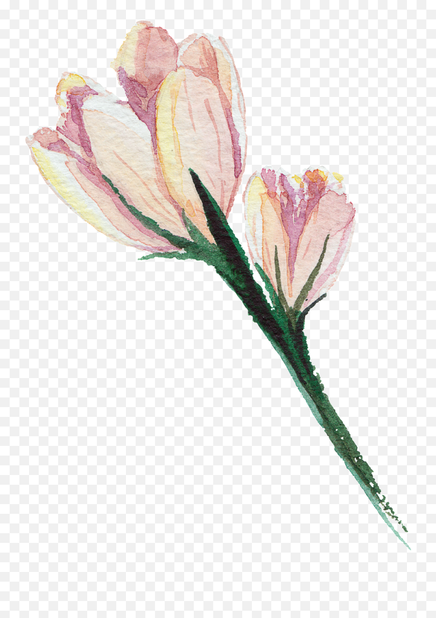 Download Pink Hand Painted Watercolor - Pink Flowerdrawing Png,Flower Drawing Png