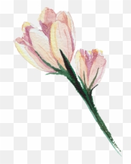 Download Pink Hand Painted Watercolor - Pink Flowerdrawing Png,Flower Drawing Png
