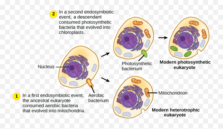 Mitochondria And Chloroplasts Article Khan Academy - Endosymbiotic Theory Timeline Png,Mitochondria Png