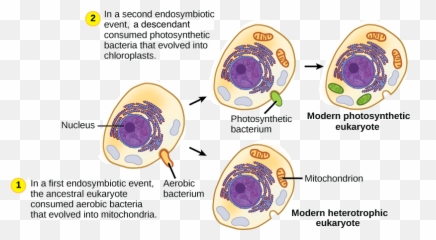 Mitochondria And Chloroplasts Article Khan Academy - Endosymbiotic Theory Timeline Png,Mitochondria Png