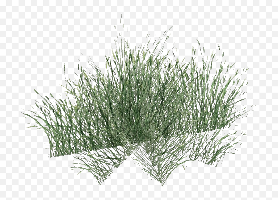 Green Beach Grass Png File - Long Grass Png,Grass Png