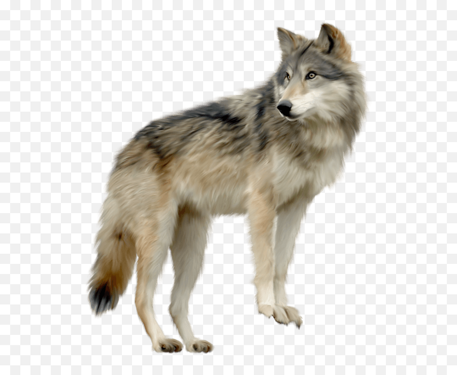 Wolf Looking Sideview Transparent Png - Wolf Transparent Background,Lobo Png