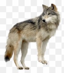 Wolf Looking Sideview Transparent Png - Wolf Transparent Background,Lobo Png
