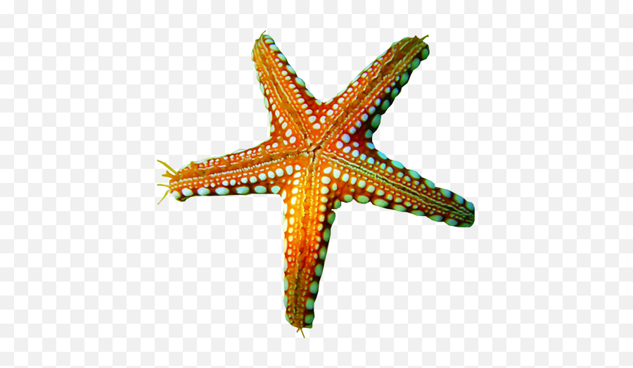 Png Background - Etoile De Mer Png,Starfish Transparent Background