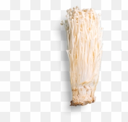 Enoki Mushrooms - Enokitake Png,Mushroom Transparent