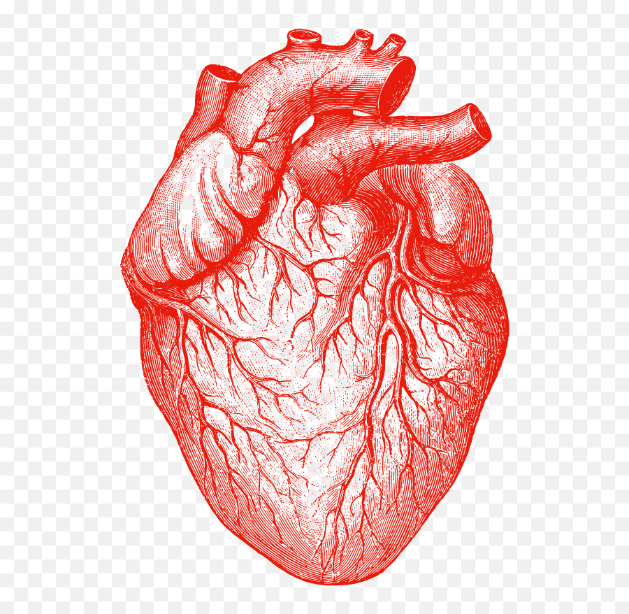Drawn Tongue Anatomy - Transparent Human Heart Anatomical Heart Drawing Png,Tongue Transparent