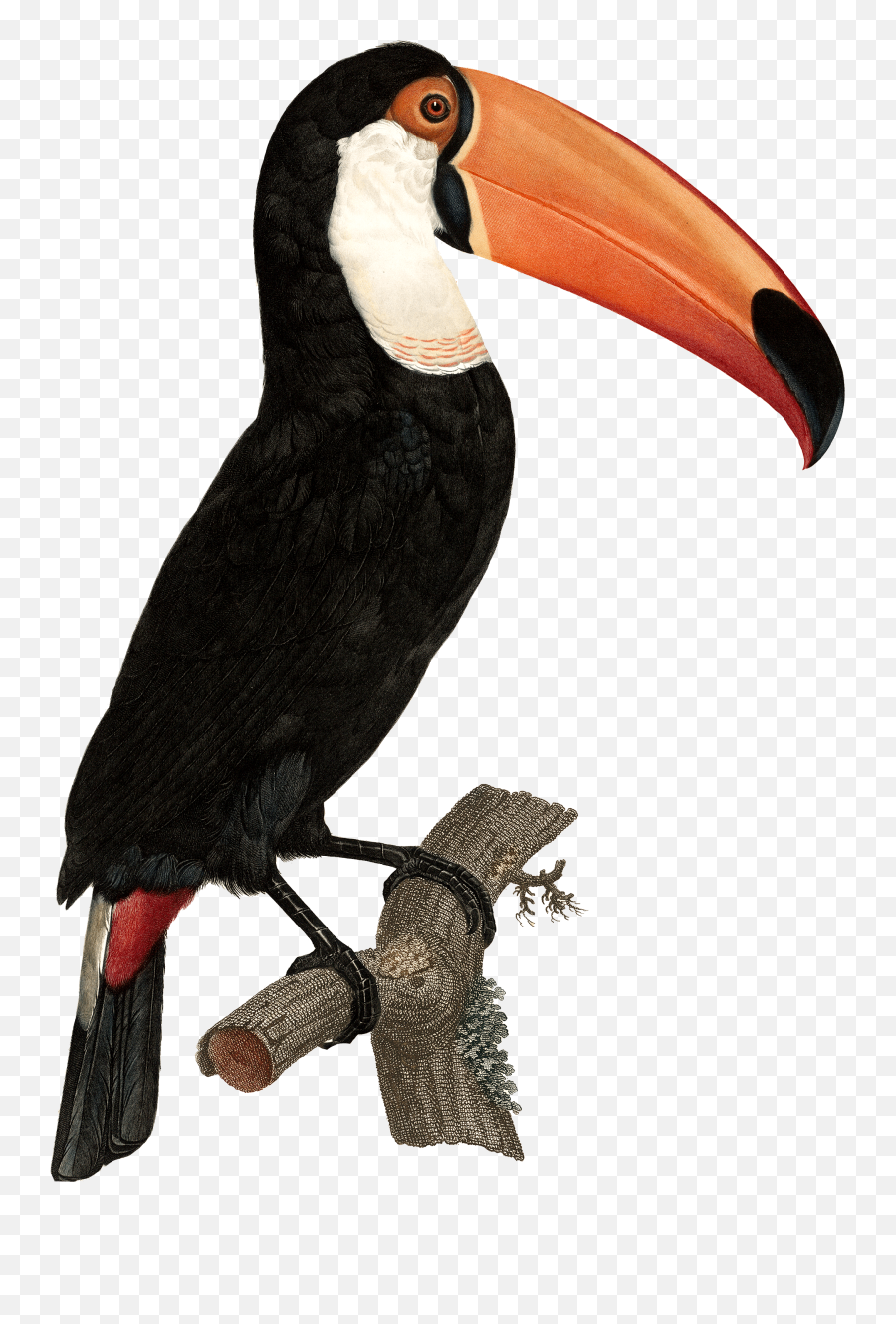 Download Tropical Toucan Png - Toucan Vintage Illustration,Toucan Png