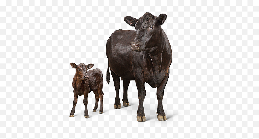 Animal Feed U0026 Supplements L Purina - Cow With Baby Cow Png,Cattle Png
