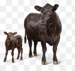 Animal Feed U0026 Supplements L Purina - Cow With Baby Cow Png,Cattle Png