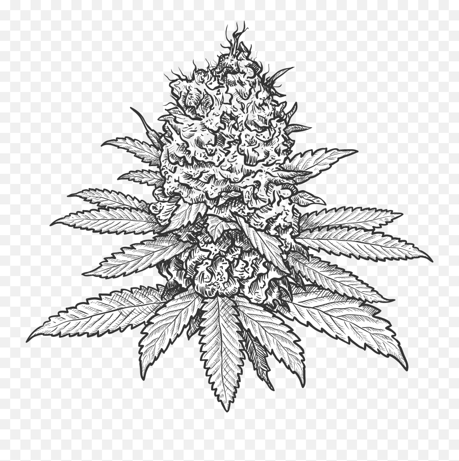 Green Life Cannabis - Marijuana Flower Drawing Png,Weed Nugget Png