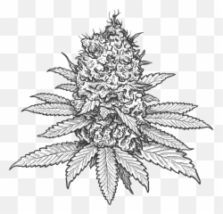 Green Life Cannabis - Marijuana Flower Drawing Png,Weed Nugget Png