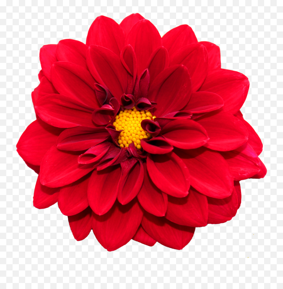 Flower Png Image - Purepng Free Transparent Cc0 Png Image Flor Dalia Fundo Branco,Flowers Png