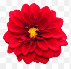 Flower Png Image - PurePNG Free transparent CC0 Flor Dalia Fundo Branco