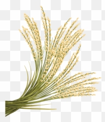 Rice Png Transparent Images - Rice Crop Transparent Background,Rice Transparent Background