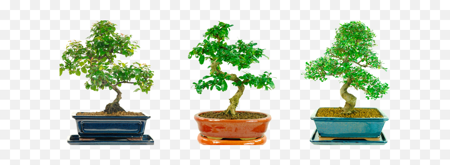 Help Me Choose My Indoor Bonsai Tree - Sageretia Theezans Png,Bonsai Tree Png