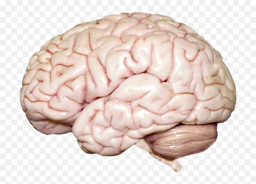 Brain Png Images Free Download - Cerebral Cortex And Cerebrum,Human Brain Png