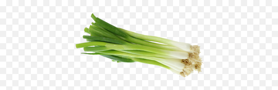 Green Onion Transparent U0026 Png Clipart Free Download - Ywd Scallion,Onion Png