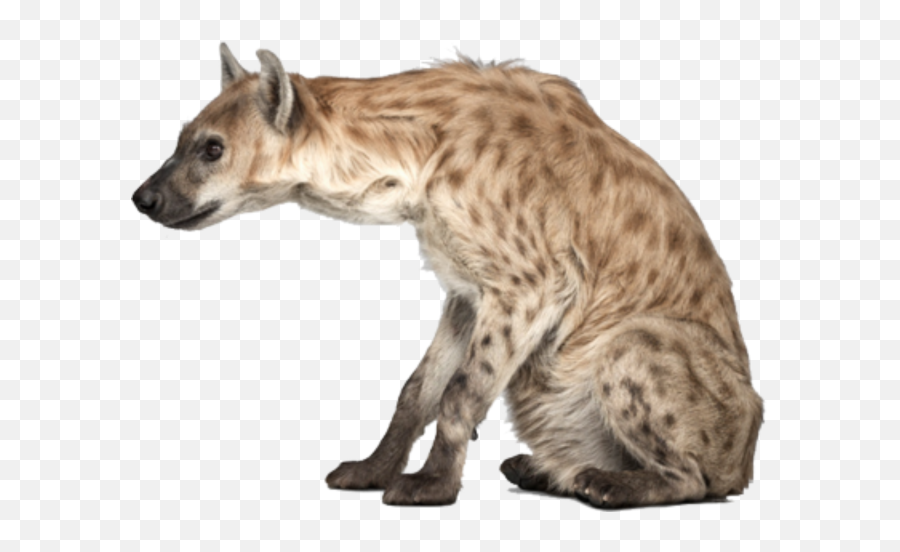 Hyena Png Transparent Background Image For Free Download 13 - Spotted Hyena Hyena Transparent Background,Hyena Png