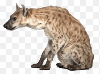 Hyena Png Transparent Background Image For Free Download 13 - Spotted Hyena Hyena Transparent Background,Hyena Png
