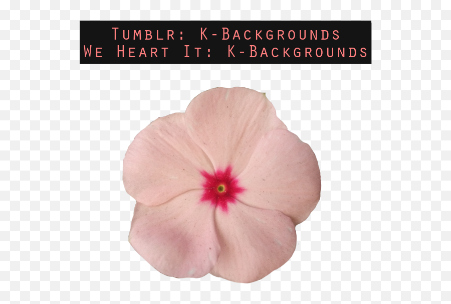 Flower Png Httpsk - Backgroundstumblrcom Shared By K Hawaiian Hibiscus,Hawaiian Flowers Png
