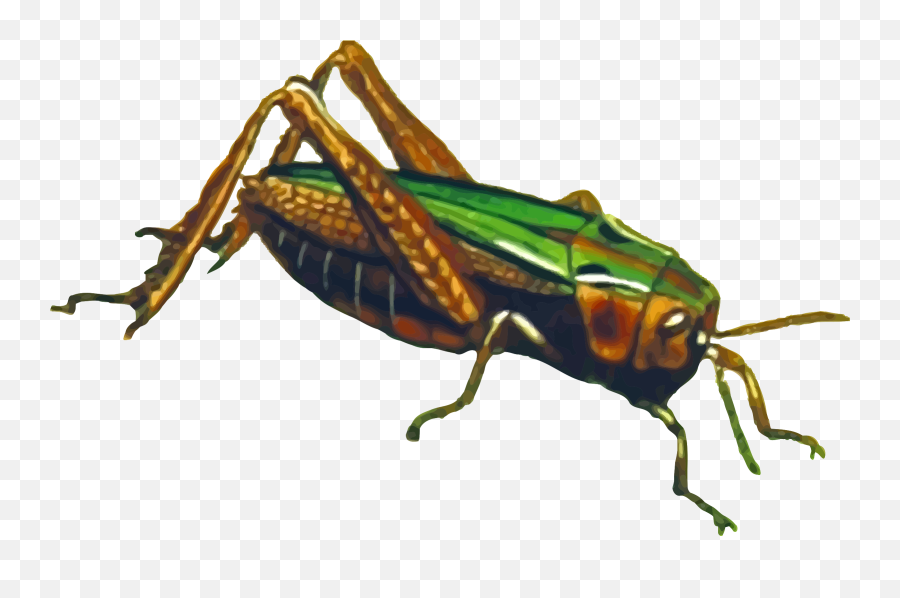 Grasshopper Png File - Jangkrik Animasi Png,Grasshopper Png