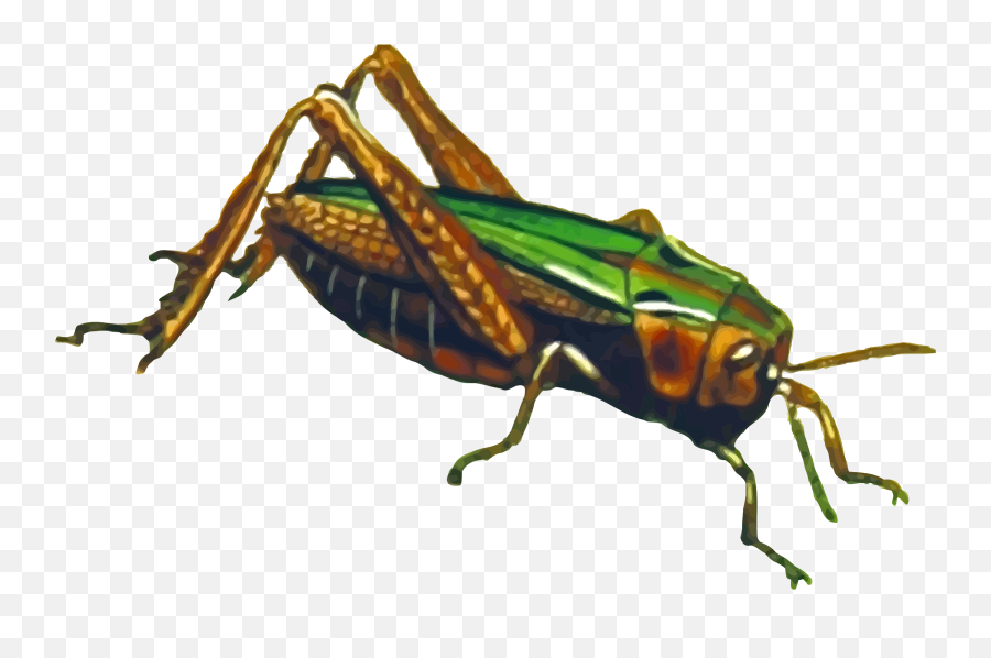 Grasshopper Png File - Jangkrik Animasi Png,Grasshopper Png - free ...